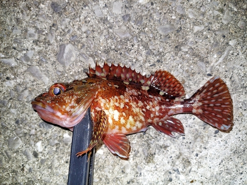 カサゴの釣果