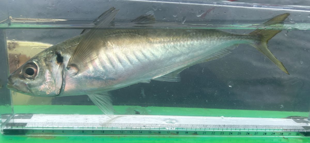 コッスーFさんの釣果 2枚目の画像