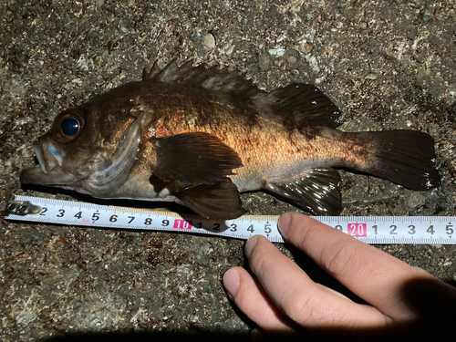 メバルの釣果