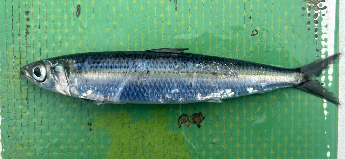 コッスーFさんの釣果 2枚目の画像