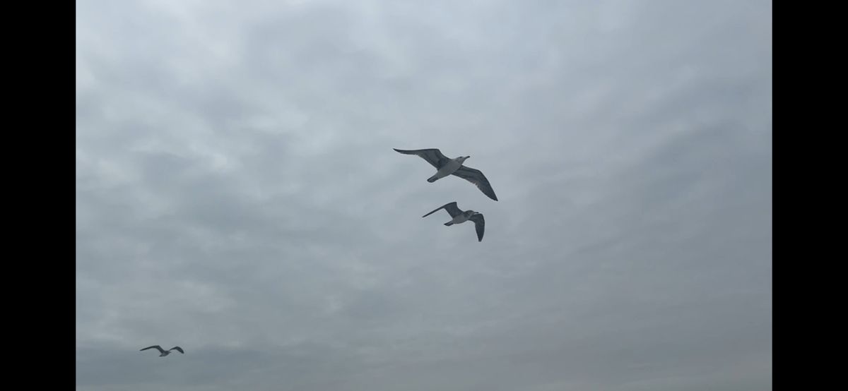 コッスーFさんの釣果 3枚目の画像