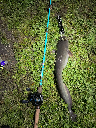 ナマズの釣果