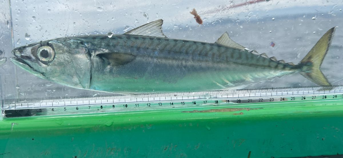 コッスーFさんの釣果 2枚目の画像