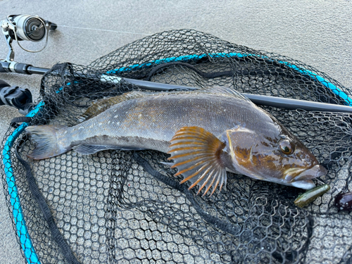 アイナメの釣果