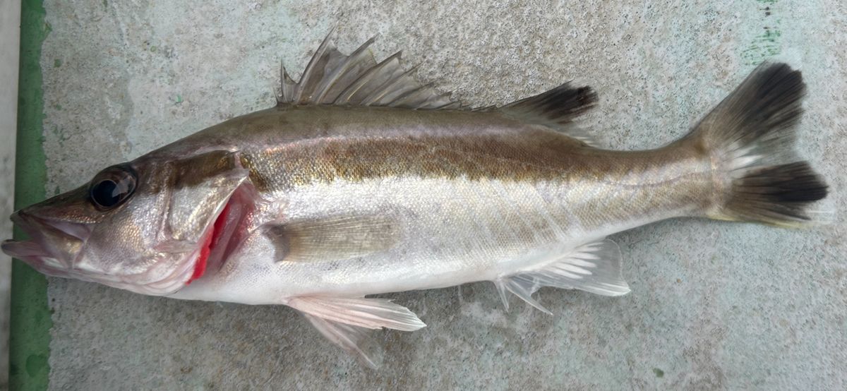 コッスーFさんの釣果 2枚目の画像