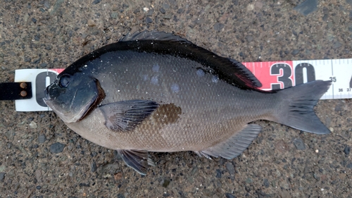 オナガグレの釣果