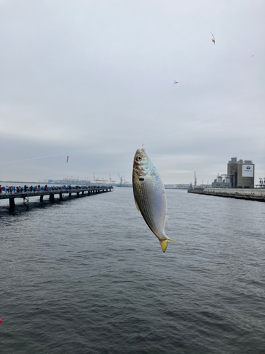 コノシロの釣果