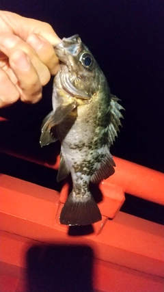 クロメバルの釣果