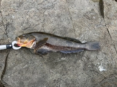 アイナメの釣果