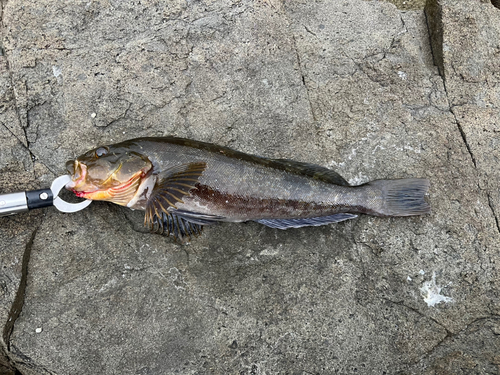 アイナメの釣果