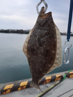 ヒラメの釣果