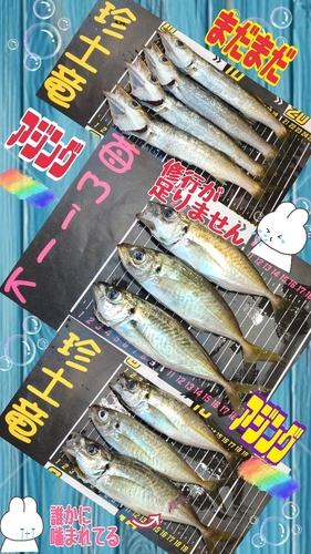 アジの釣果