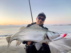 ヒラスズキの釣果