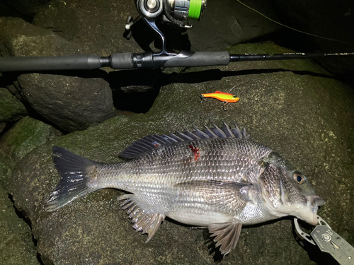 チヌの釣果・釣り情報まとめ【2024年最新】 - アングラーズ | 釣果500