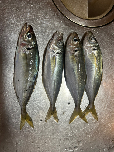 アジの釣果