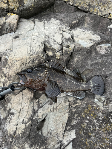 ムラソイの釣果