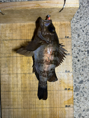 シロメバルの釣果