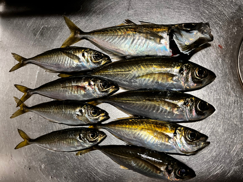 アジの釣果