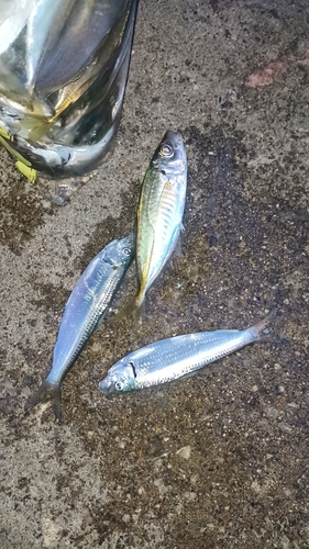 アジの釣果