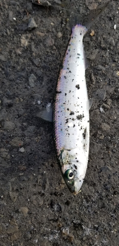 カタボシイワシの釣果