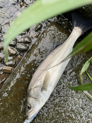 スズキの釣果