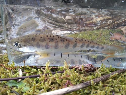 アマゴの釣果