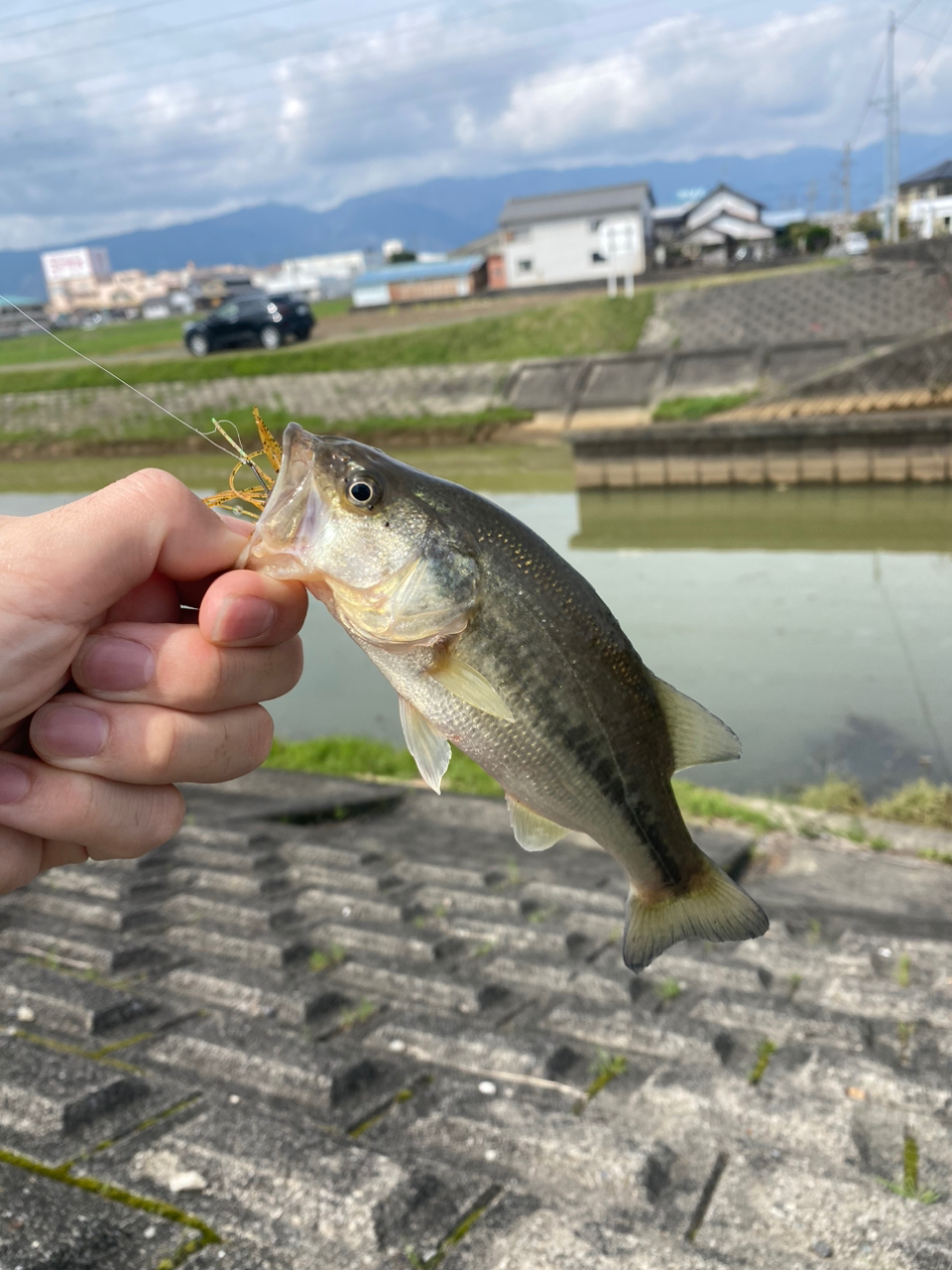 ブラックバス