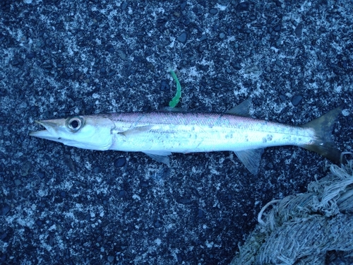 カマスの釣果