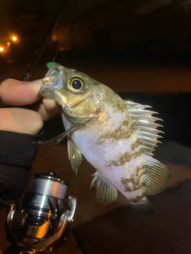 メバルの釣果