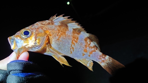 メバルの釣果