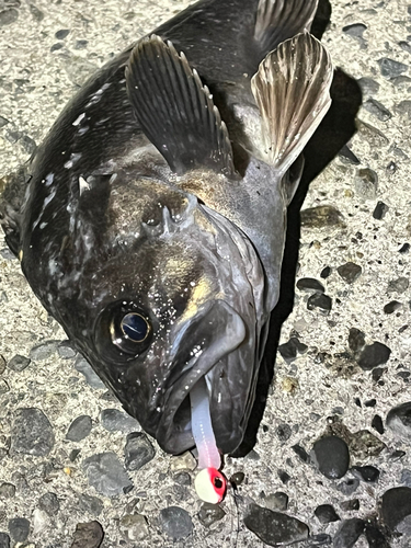 ムラソイの釣果