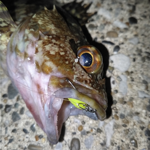 カサゴの釣果