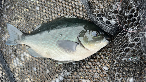 メジナの釣果