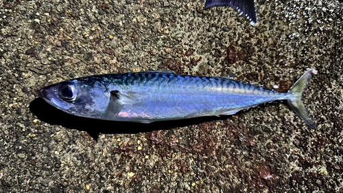 サバの釣果