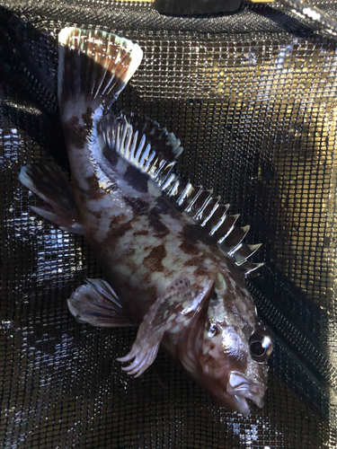 シロメバルの釣果