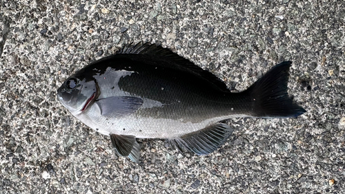 メジナの釣果