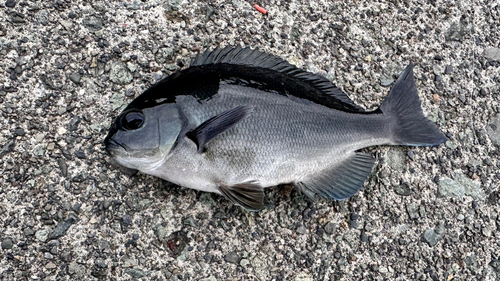 メジナの釣果