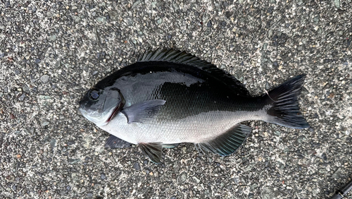 メジナの釣果