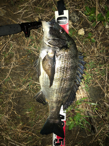 クロダイの釣果