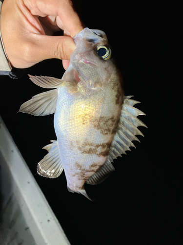 シロメバルの釣果