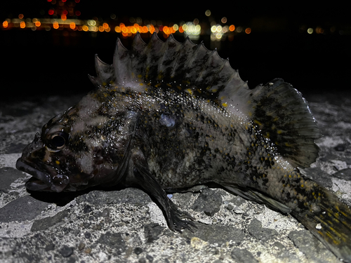 オウゴンムラソイの釣果