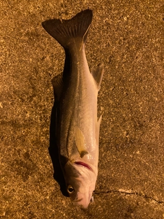 セイゴ（タイリクスズキ）の釣果