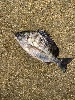 クロダイの釣果