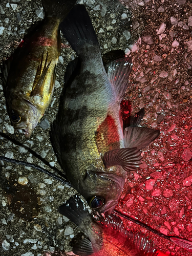 アオメバルの釣果