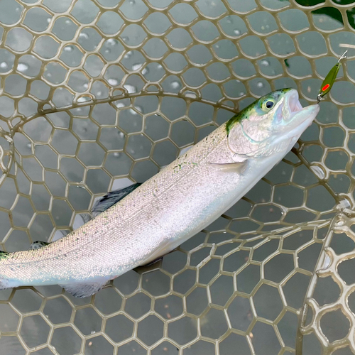 ニジマスの釣果