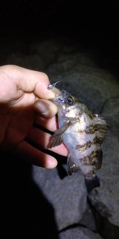 シロメバルの釣果