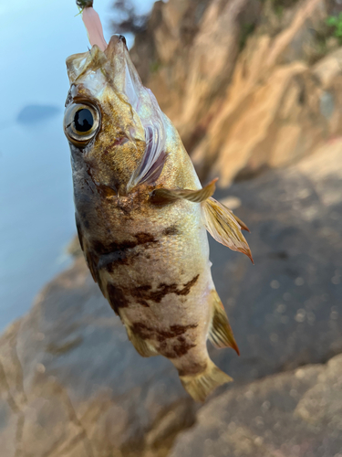 メバルの釣果