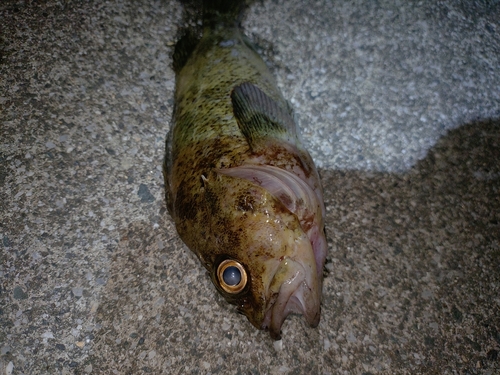 クロソイの釣果