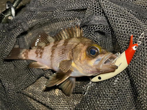 シロメバルの釣果