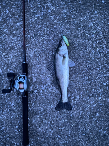 セイゴ（マルスズキ）の釣果